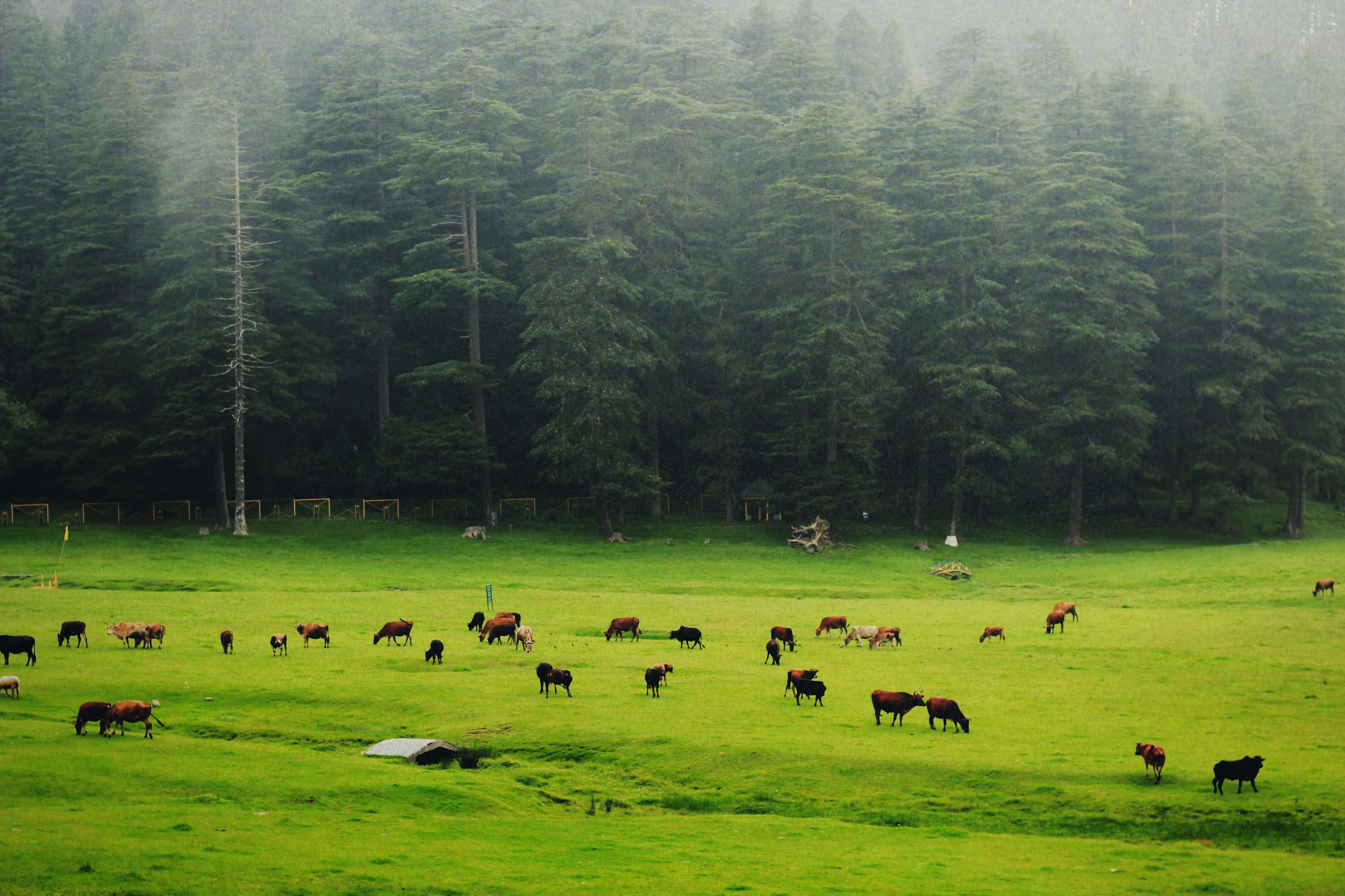 Scenic view of lush green pastures at Jimmy's River Resort Chamba, featuring grazing cows against a backdrop of dense pine forests under a misty sky.